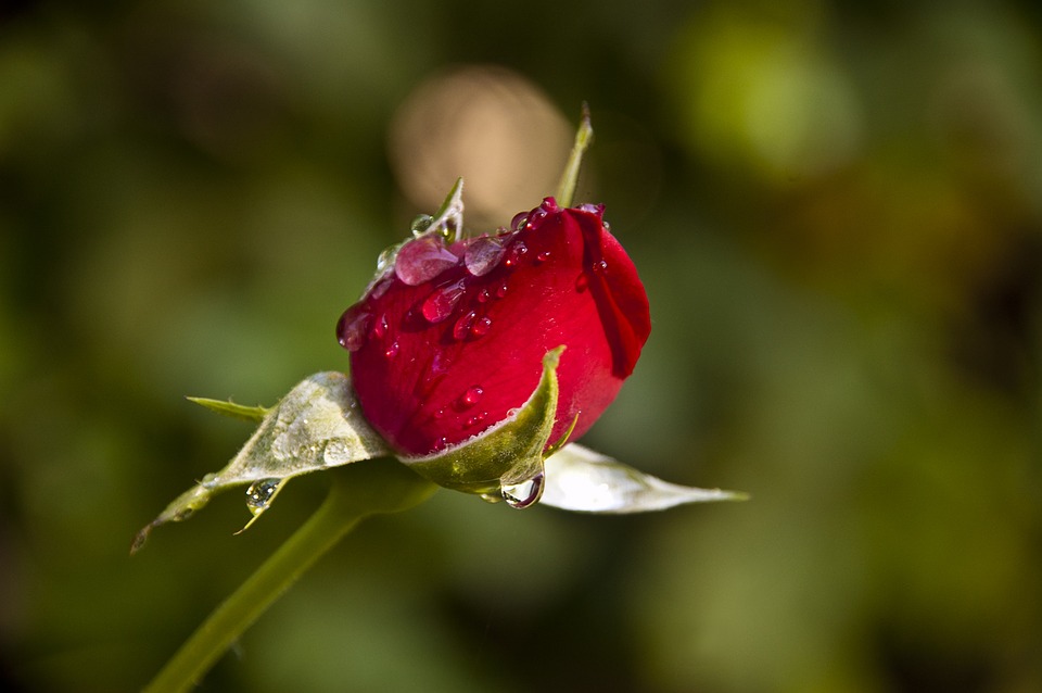 Ejercicio de relajación. Imagina una rosa de color rojo.